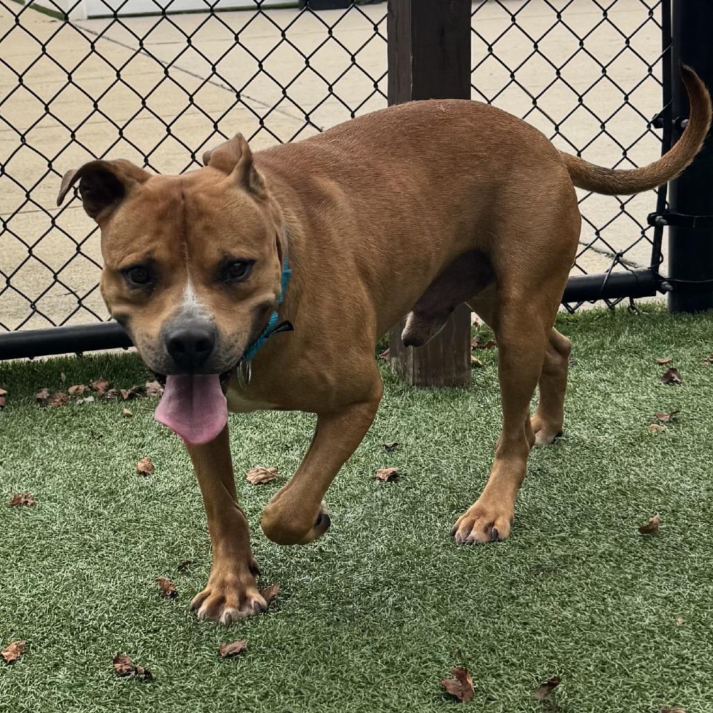 Franco, Adoptable, Adult Male Mixed Breed.