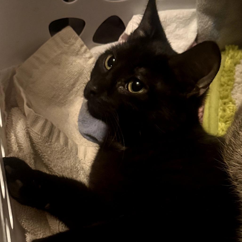 Enlarge MS. Onyx, a Adoptable Domestic Short Hair in Ringtown, PA image 1/1