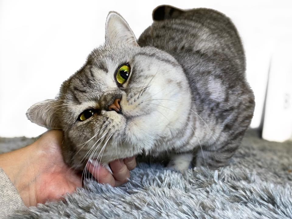 Enlarge BIG BOY, an adopted British Shorthair in Graham, WA image 3/4