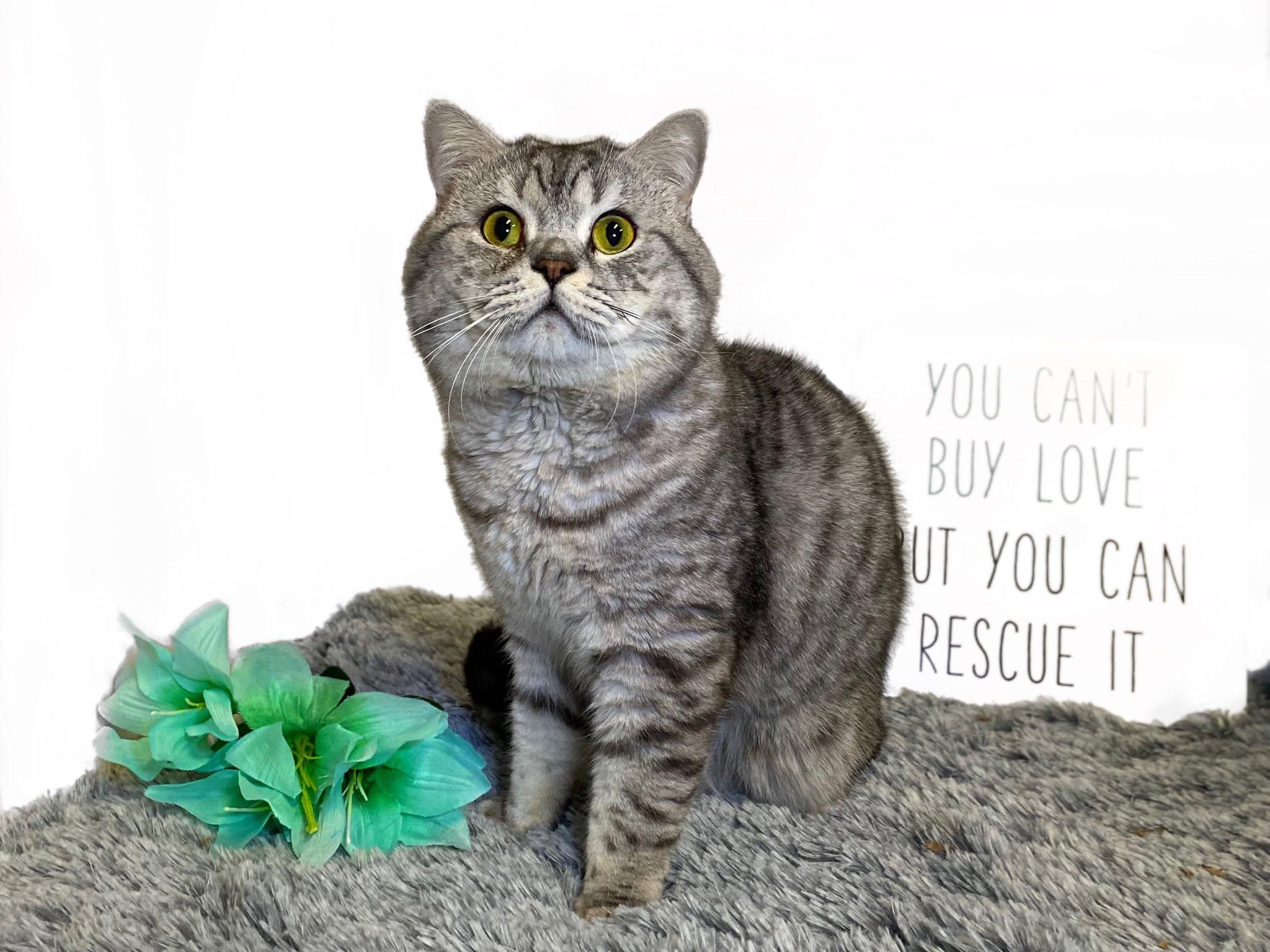 Enlarge BIG BOY, an adopted British Shorthair in Graham, WA image 1/4