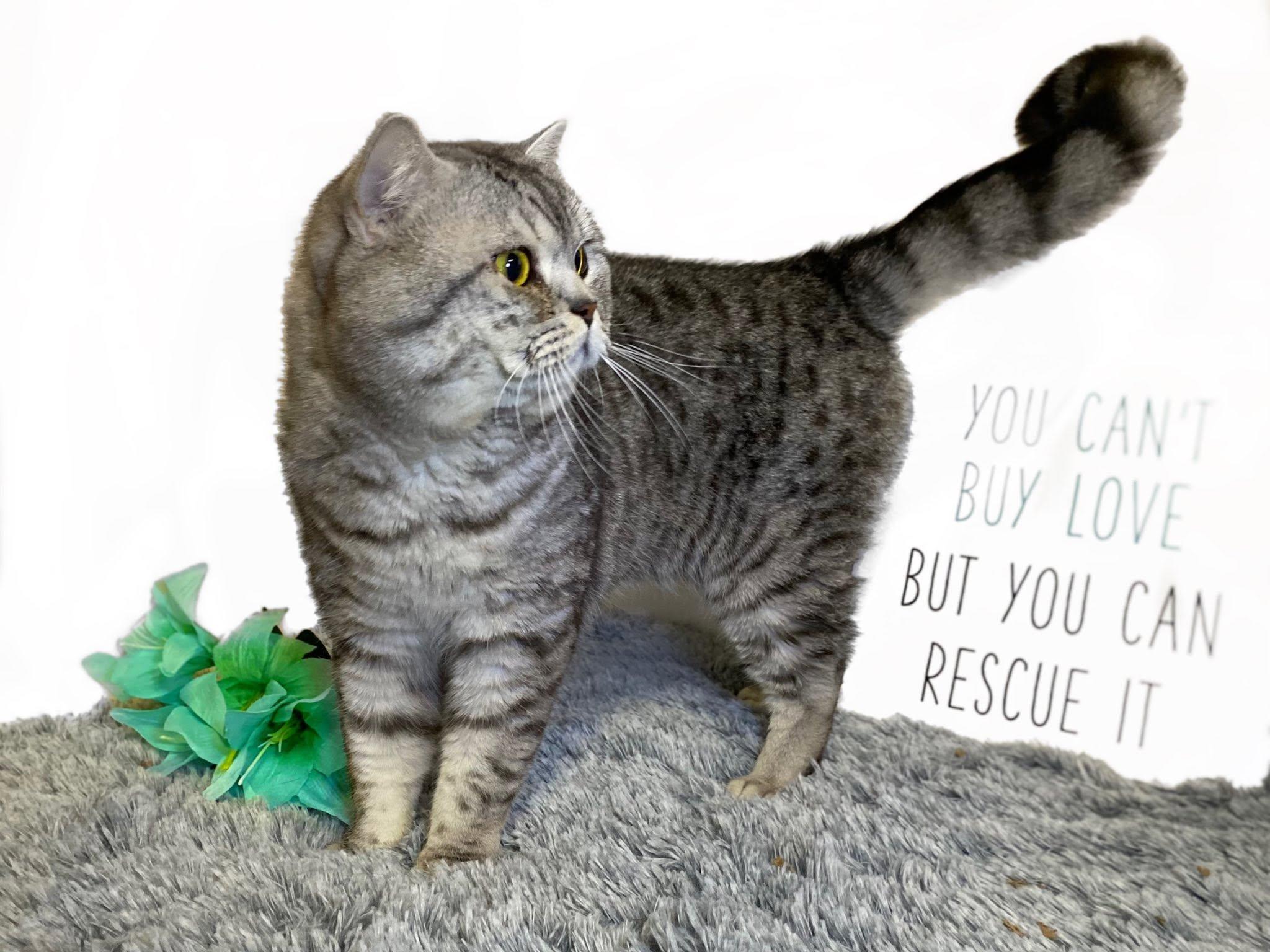 Enlarge BIG BOY, an adopted British Shorthair in Graham, WA image 4/4