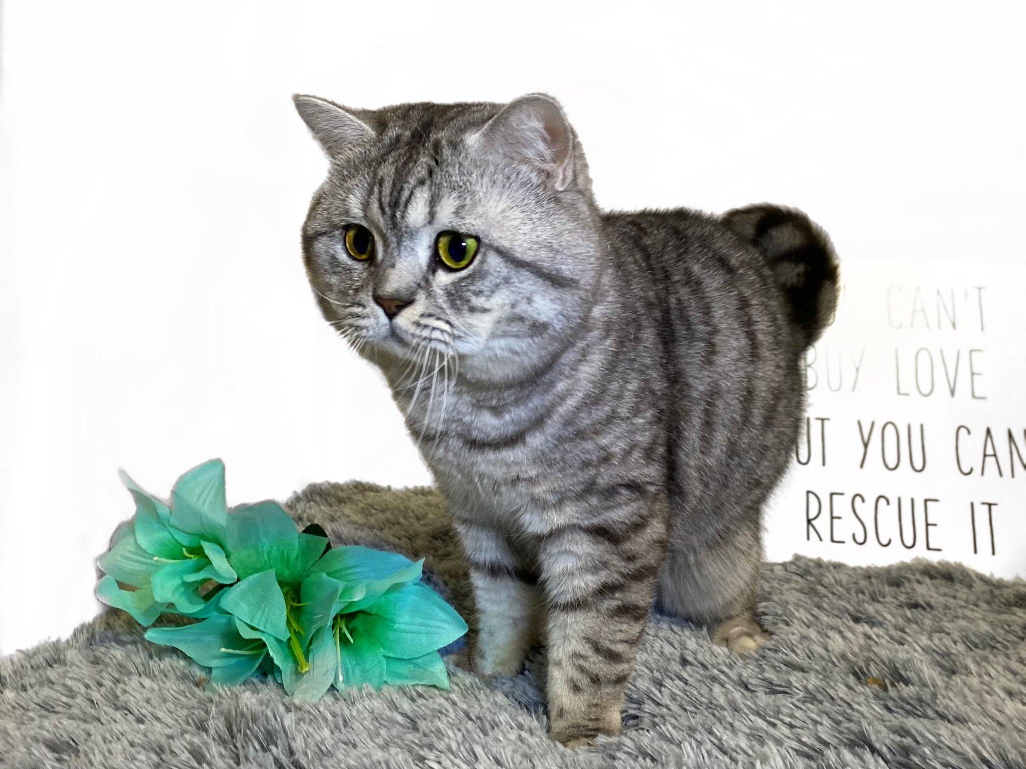 Enlarge BIG BOY, an adopted British Shorthair in Graham, WA image 2/4