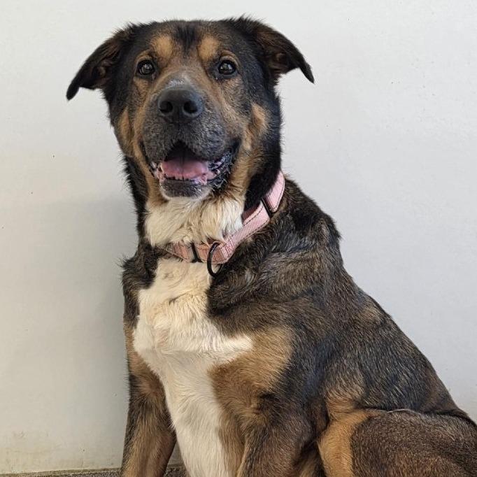 Kloe, Adoptable, Senior Female Mixed Breed.