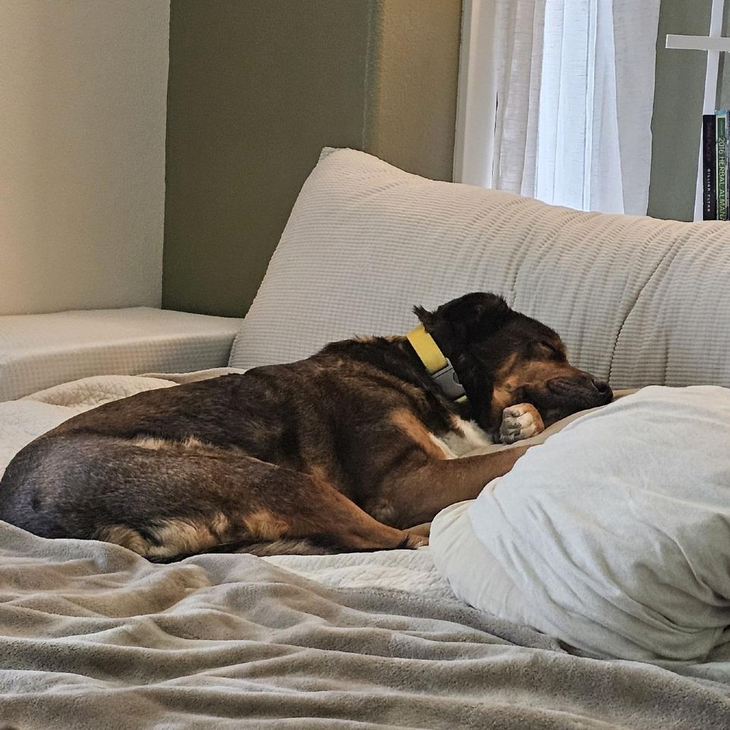 Enlarge Kloe, a Adoptable Mixed Breed in Bentonville, AR image 2/6