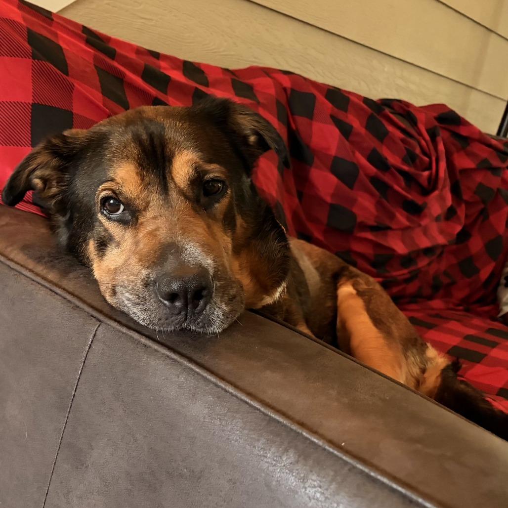 Enlarge Kloe, a Adoptable Mixed Breed in Bentonville, AR image 3/6