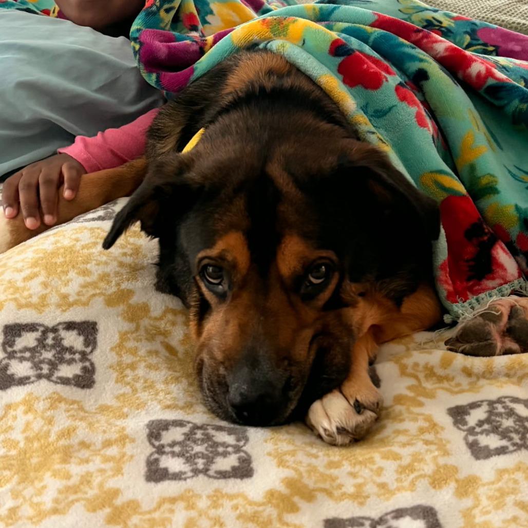 Enlarge Kloe, a Adoptable Mixed Breed in Bentonville, AR image 4/6