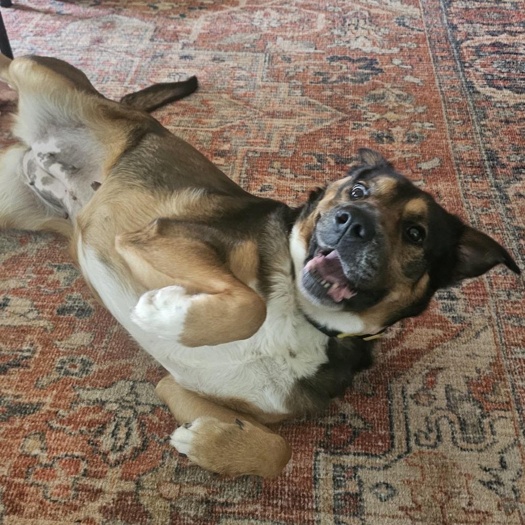 Enlarge Kloe, a Adoptable Mixed Breed in Bentonville, AR image 5/6