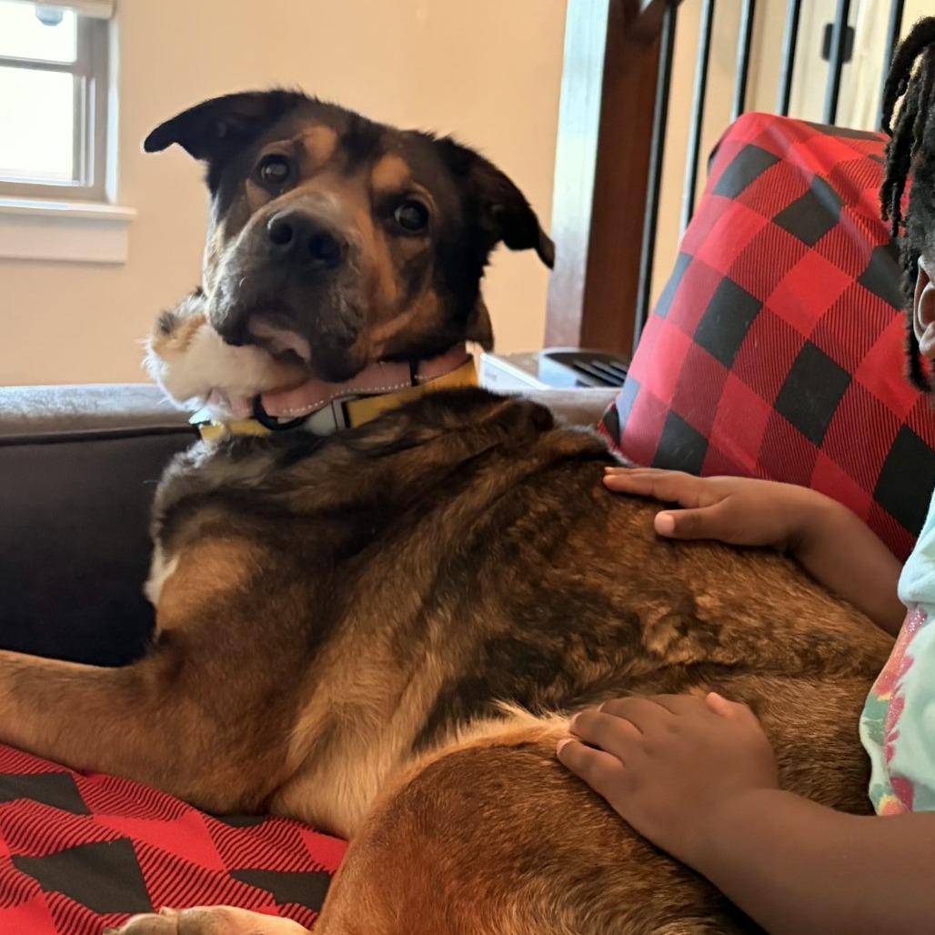 Enlarge Kloe, a Adoptable Mixed Breed in Bentonville, AR image 6/6