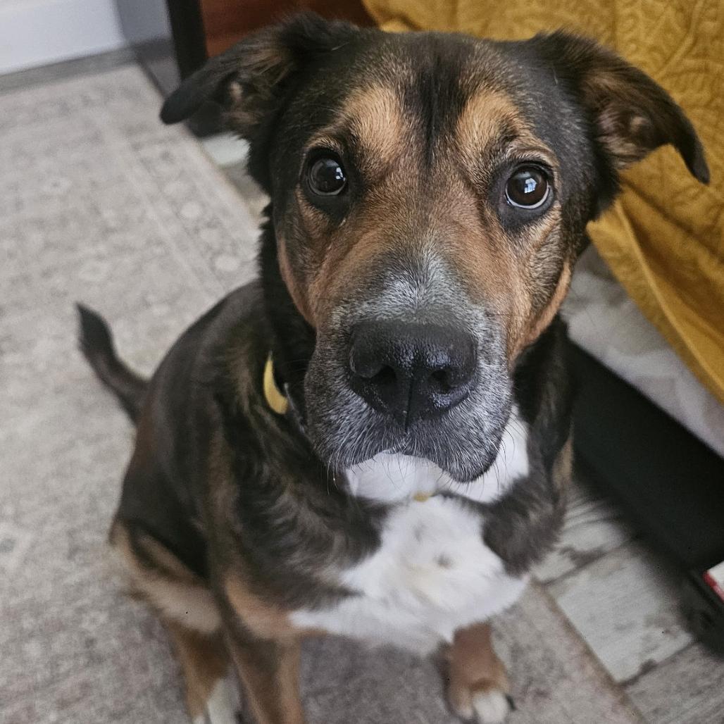 Enlarge Kloe, a Adoptable Mixed Breed in Bentonville, AR image 6/6