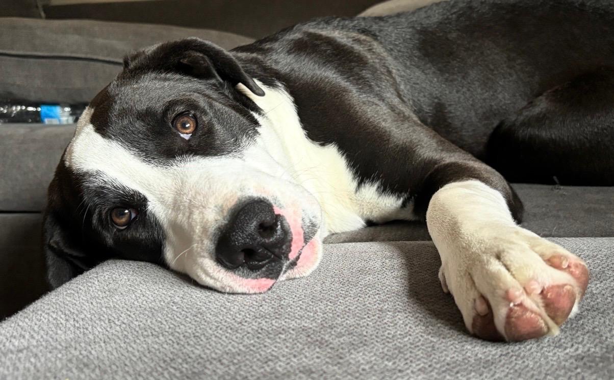 Bruno, a Adoptable mixed breed in Manteca, CA image 3/6