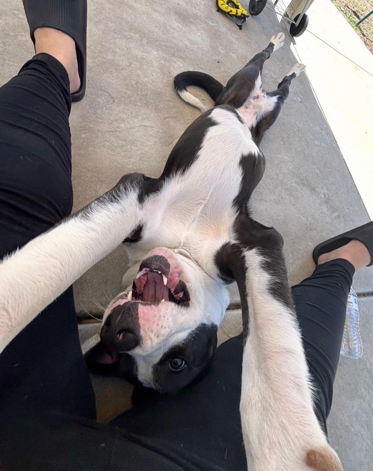 Bruno, a Adoptable mixed breed in Manteca, CA image 5/6