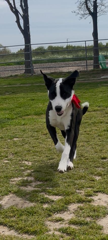 Bruno, a Adoptable mixed breed in Manteca, CA image 2/6