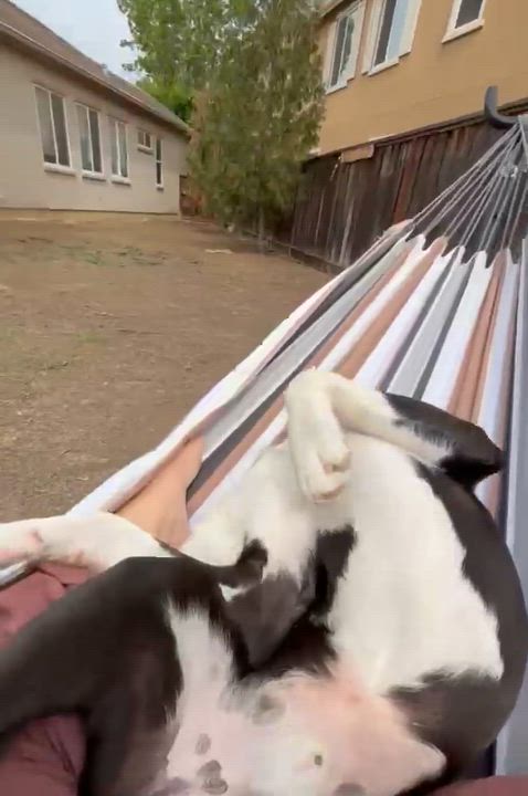 Enlarge Bruno, a Adoptable mixed breed in Manteca, CA video 6/6