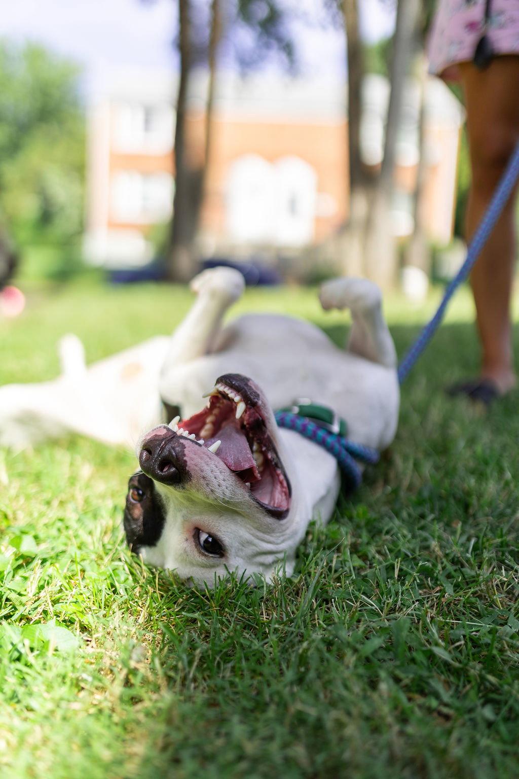 Diesel, Adoptable, Adult Male Pit Bull Terrier & American Staffordshire Terrier.