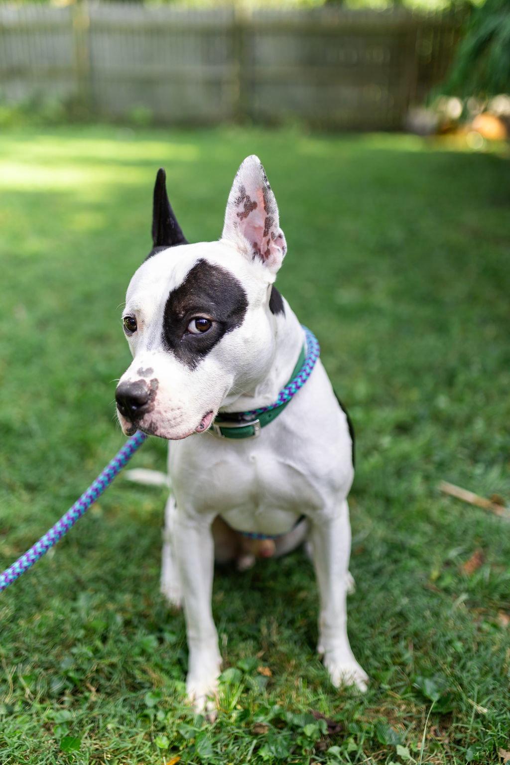 Diesel, Adoptable, Adult Male Pit Bull Terrier & American Staffordshire Terrier.