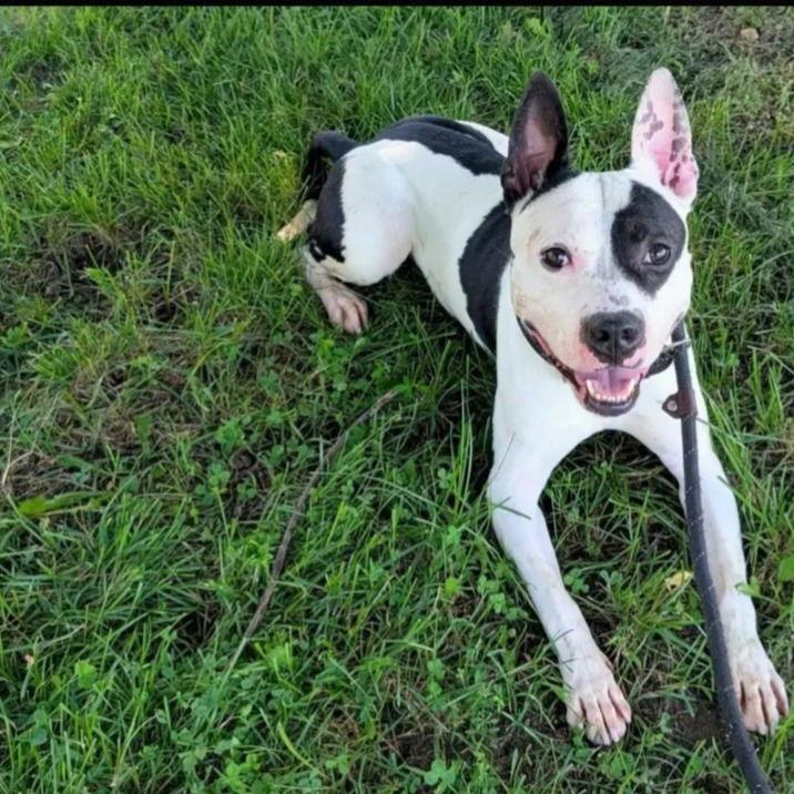 Enlarge Diesel, a Adoptable mixed breed in Baltimore, MD image 1/3