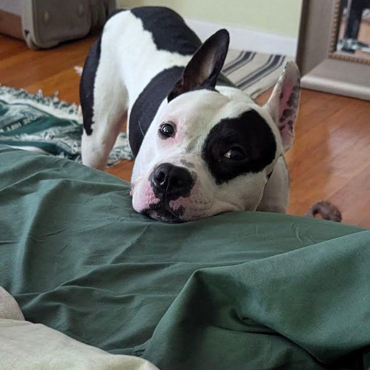 Enlarge Diesel, a Adoptable mixed breed in Baltimore, MD image 2/3