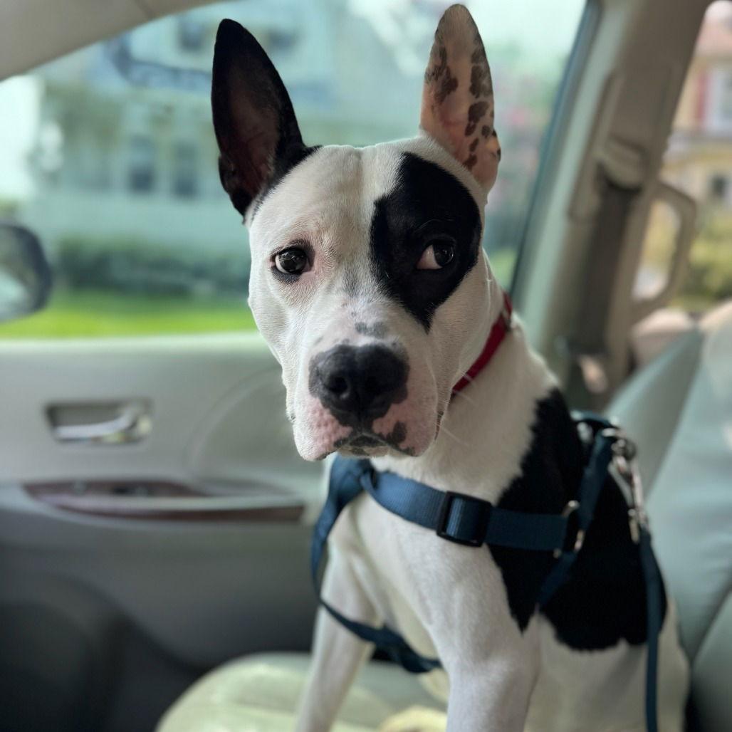 Enlarge Diesel, a Adoptable mixed breed in Baltimore, MD image 3/3
