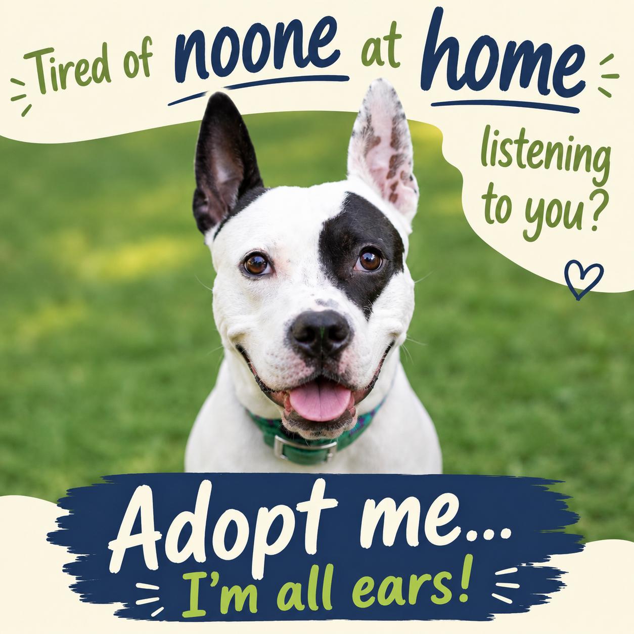 Diesel, a Adoptable mixed breed in Baltimore, MD image 2/3