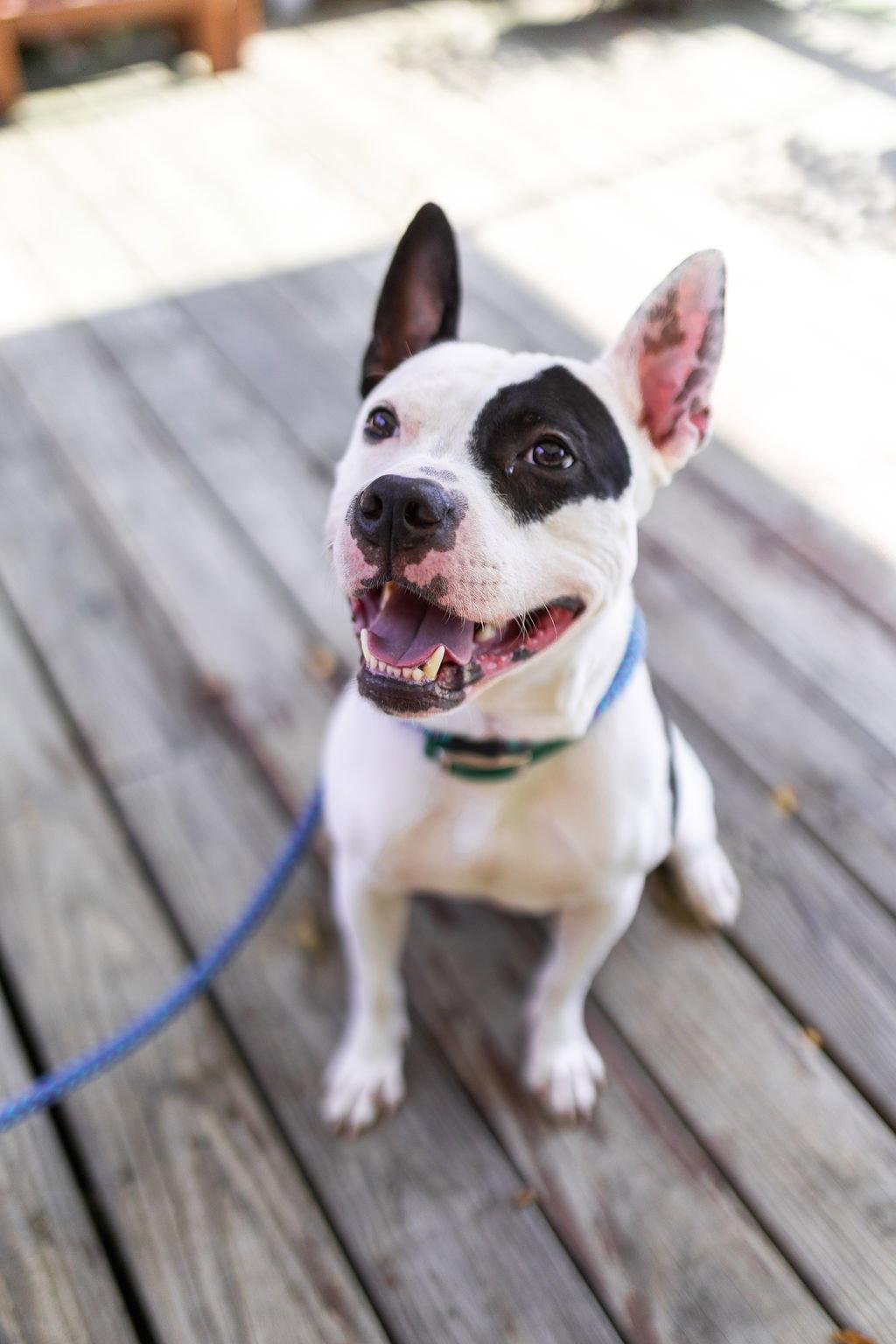Enlarge Diesel, a Adoptable mixed breed in Baltimore, MD image 3/3