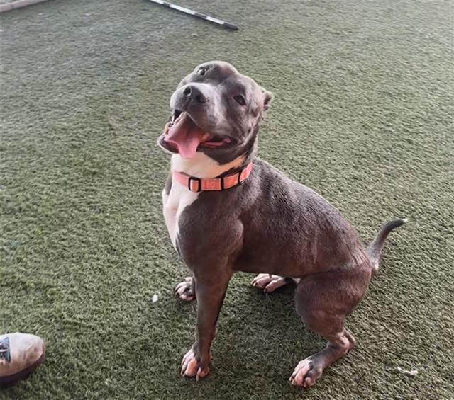 Enlarge LUNA, a Adoptable American Bulldog in Miami, FL image 1/1