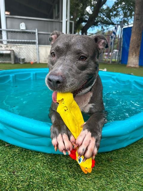 LUNA, Adoptable, Adult Female American Bulldog.