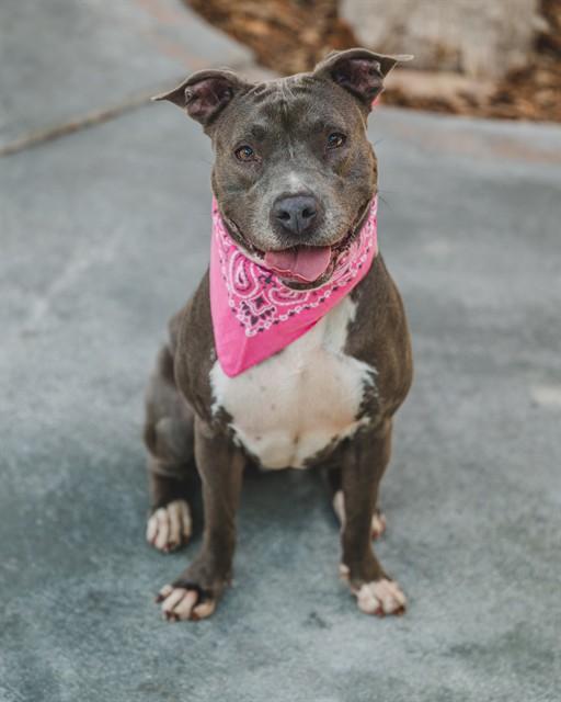 Enlarge LUNA, a Adoptable American Bulldog in Miami, FL image 1/1