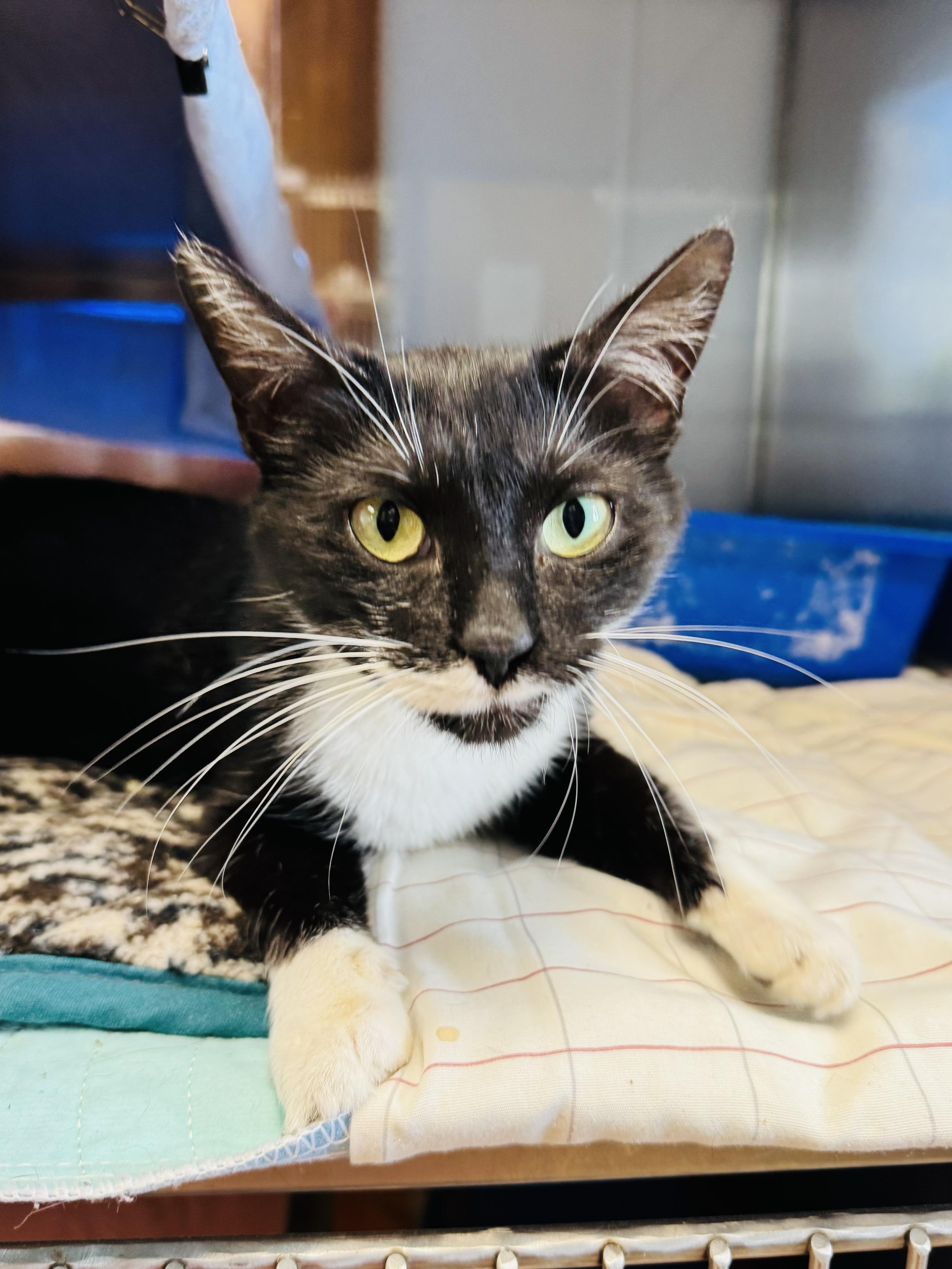Enlarge Squares, a Adopted Domestic Short Hair in Midland, MI image 2/4