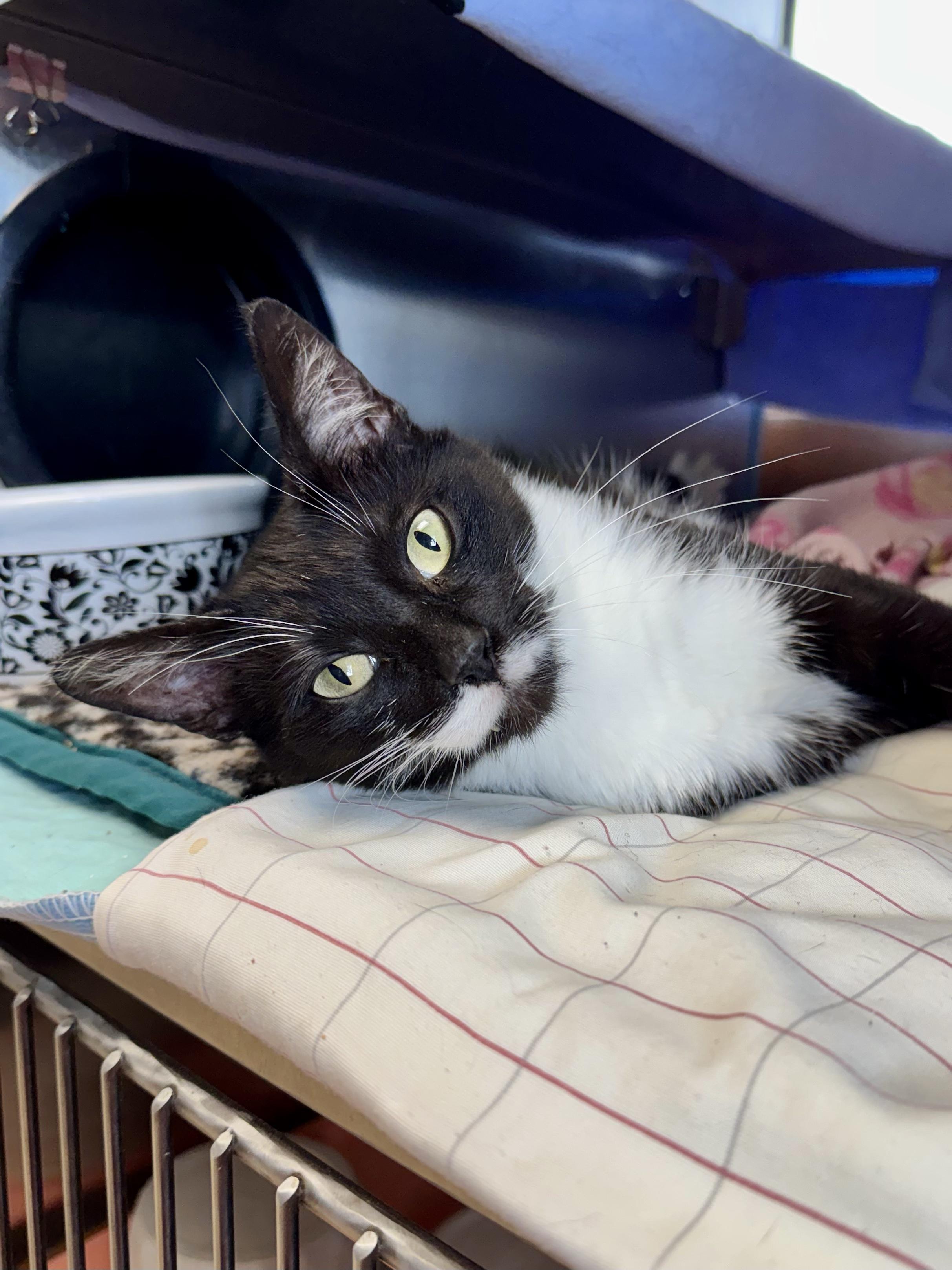 Enlarge Squares, a Adopted Domestic Short Hair in Midland, MI image 1/4