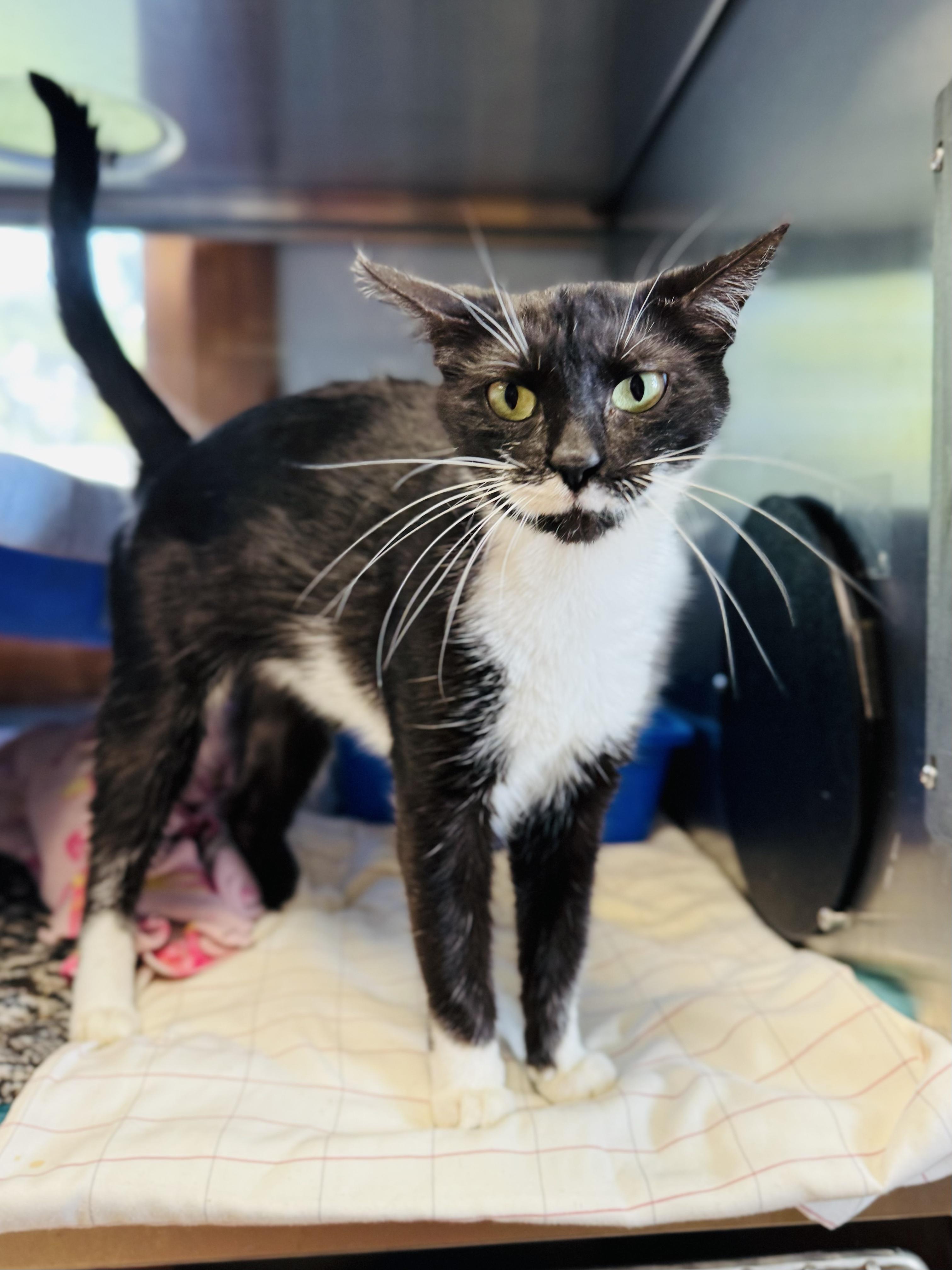 Enlarge Squares, a Adopted Domestic Short Hair in Midland, MI image 4/4