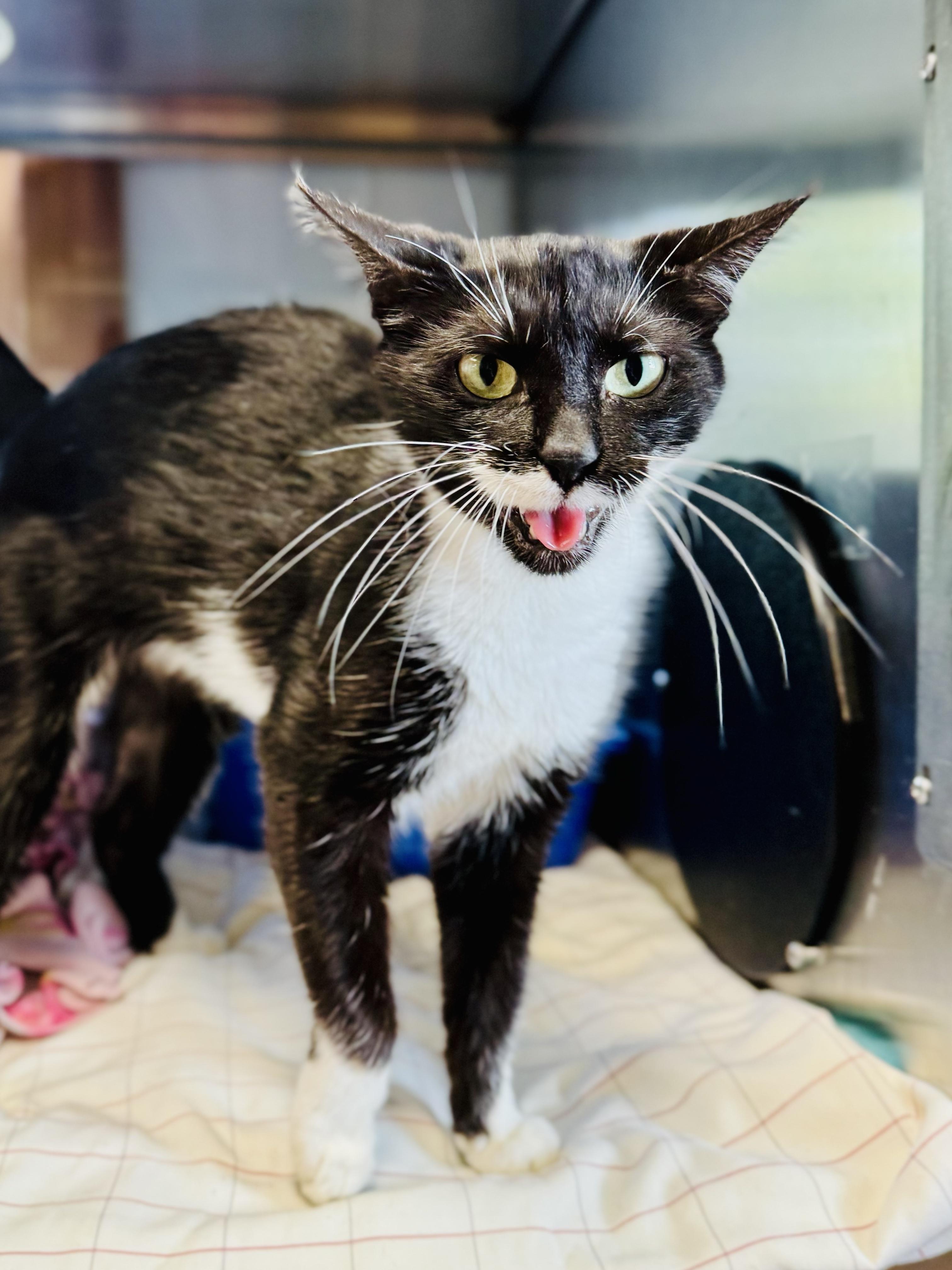 Enlarge Squares, a Adopted Domestic Short Hair in Midland, MI image 3/4