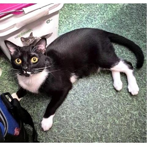 Mantine, ADOPTABLE, Young Male Domestic Short Hair.