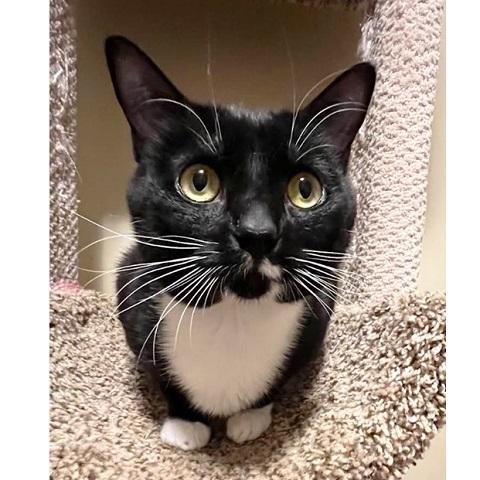 Mantine, a ADOPTABLE Domestic Short Hair in Salt Lake City, UT image 3/3