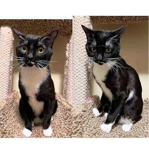 Mantine, a ADOPTABLE Domestic Short Hair in Salt Lake City, UT image 2/3