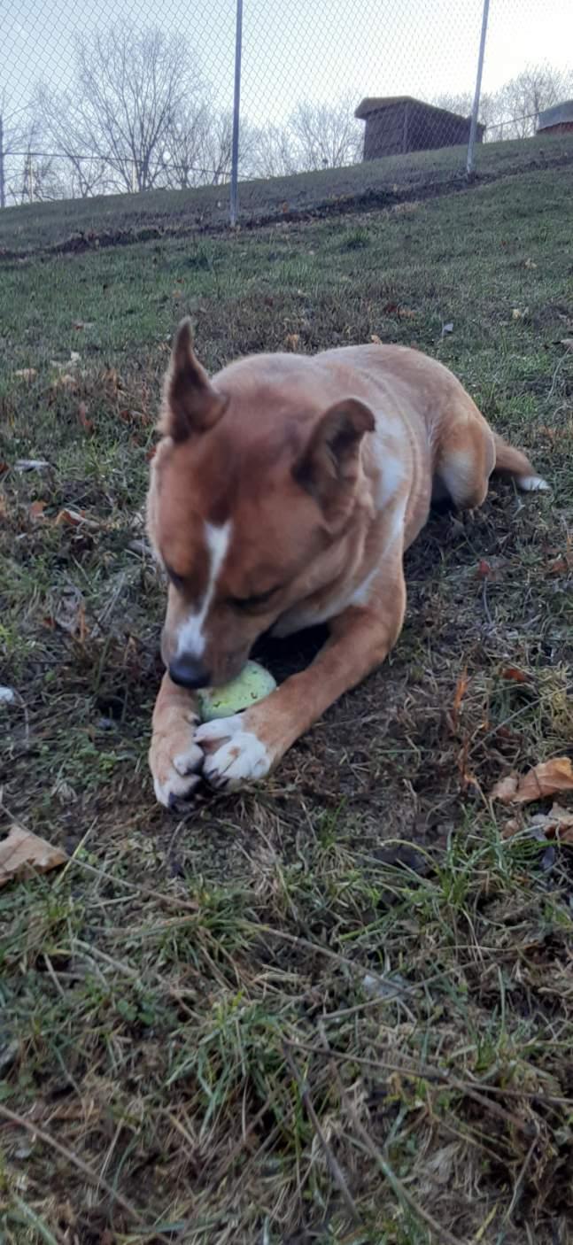 Harvey, a Adoptable Mixed Breed image 1/5