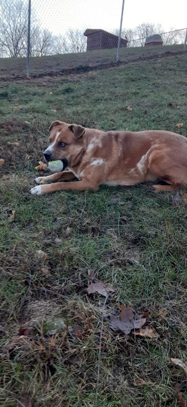 Harvey, a Adoptable Mixed Breed image 2/5