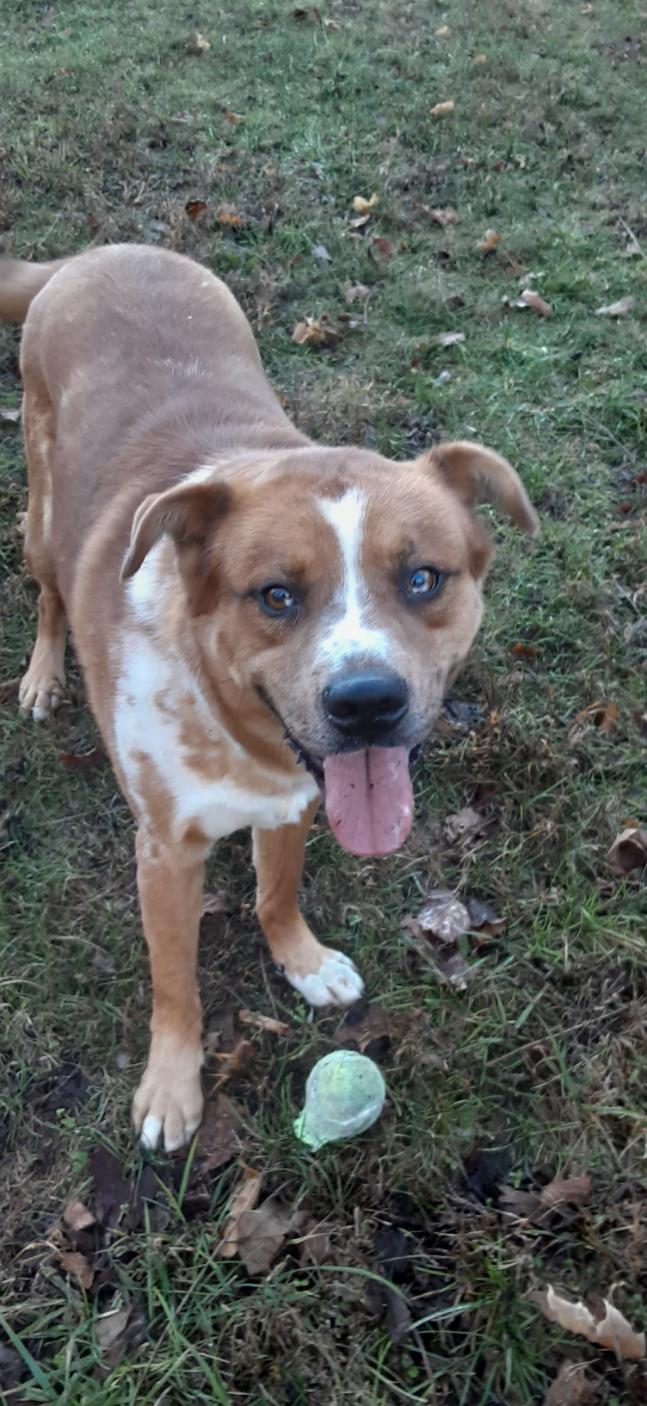 Harvey, a Adoptable Mixed Breed image 3/5