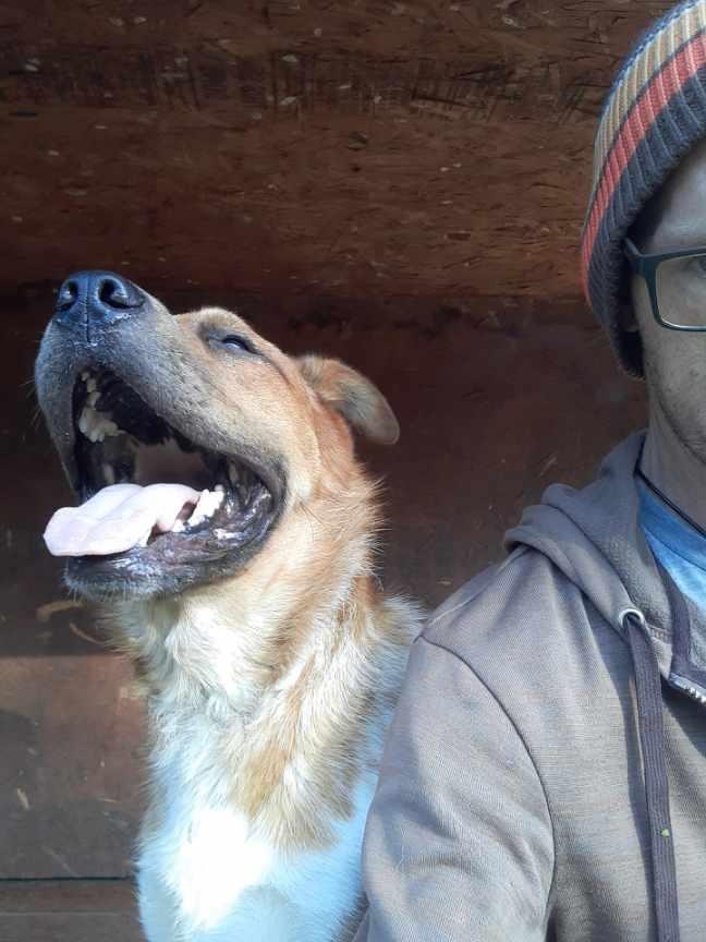 Harvey, a Adoptable Mixed Breed image 5/5