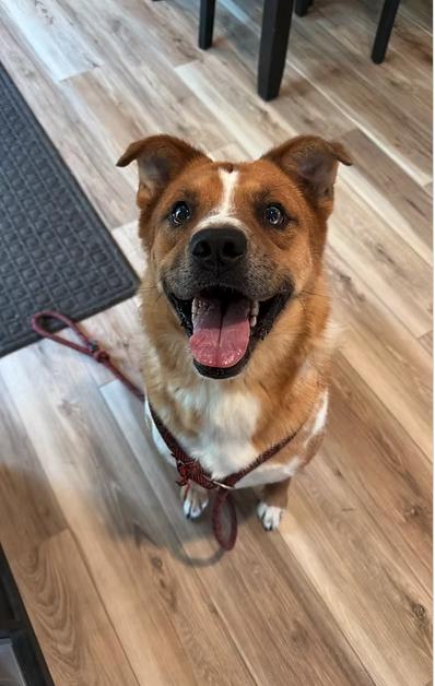 Enlarge Harvey, a Adoptable Mixed Breed in Reeds Spring, MO image 1/4