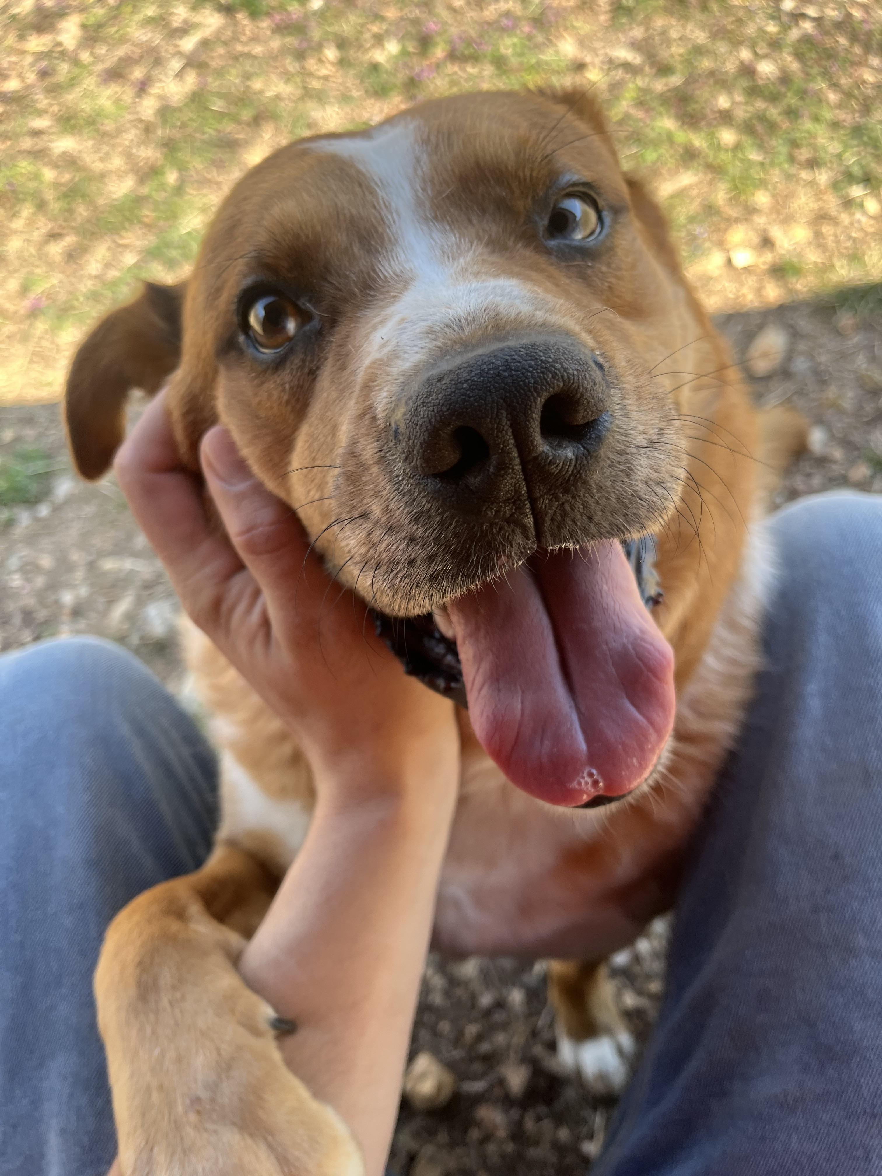 Enlarge Harvey, a Adoptable Mixed Breed in Reeds Spring, MO image 4/4