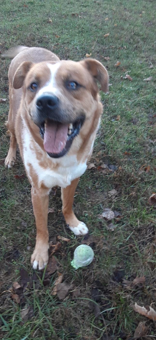 Harvey, a Adoptable Mixed Breed image 4/5