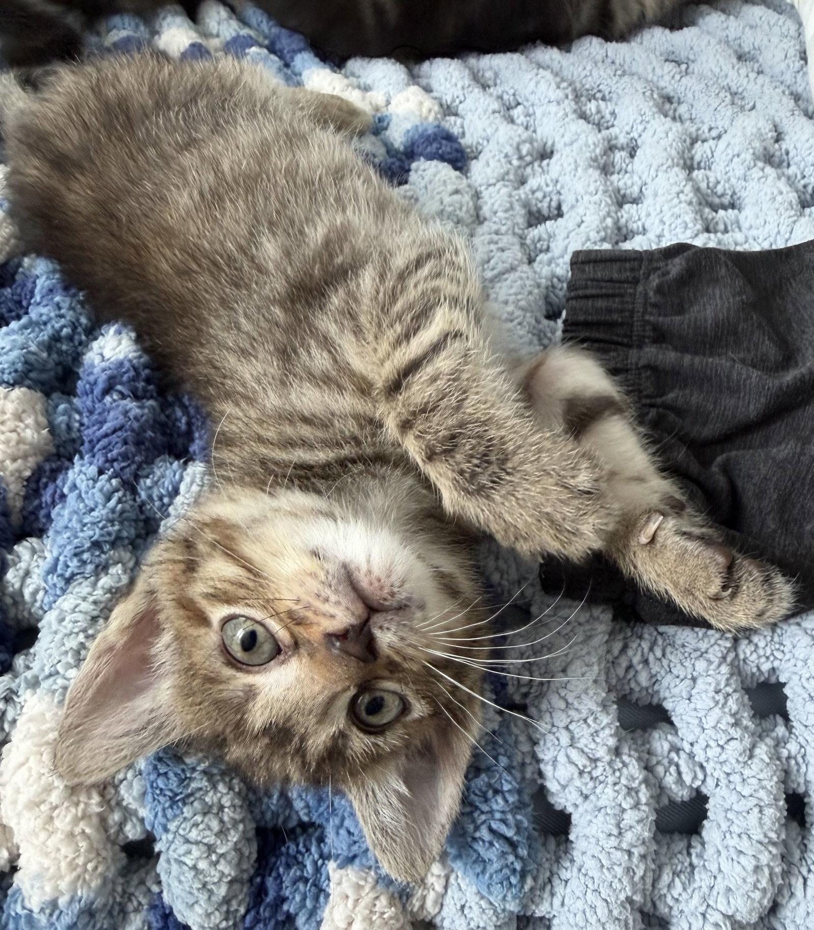 Bessie, Adoptable, Kitten Female Domestic Short Hair.