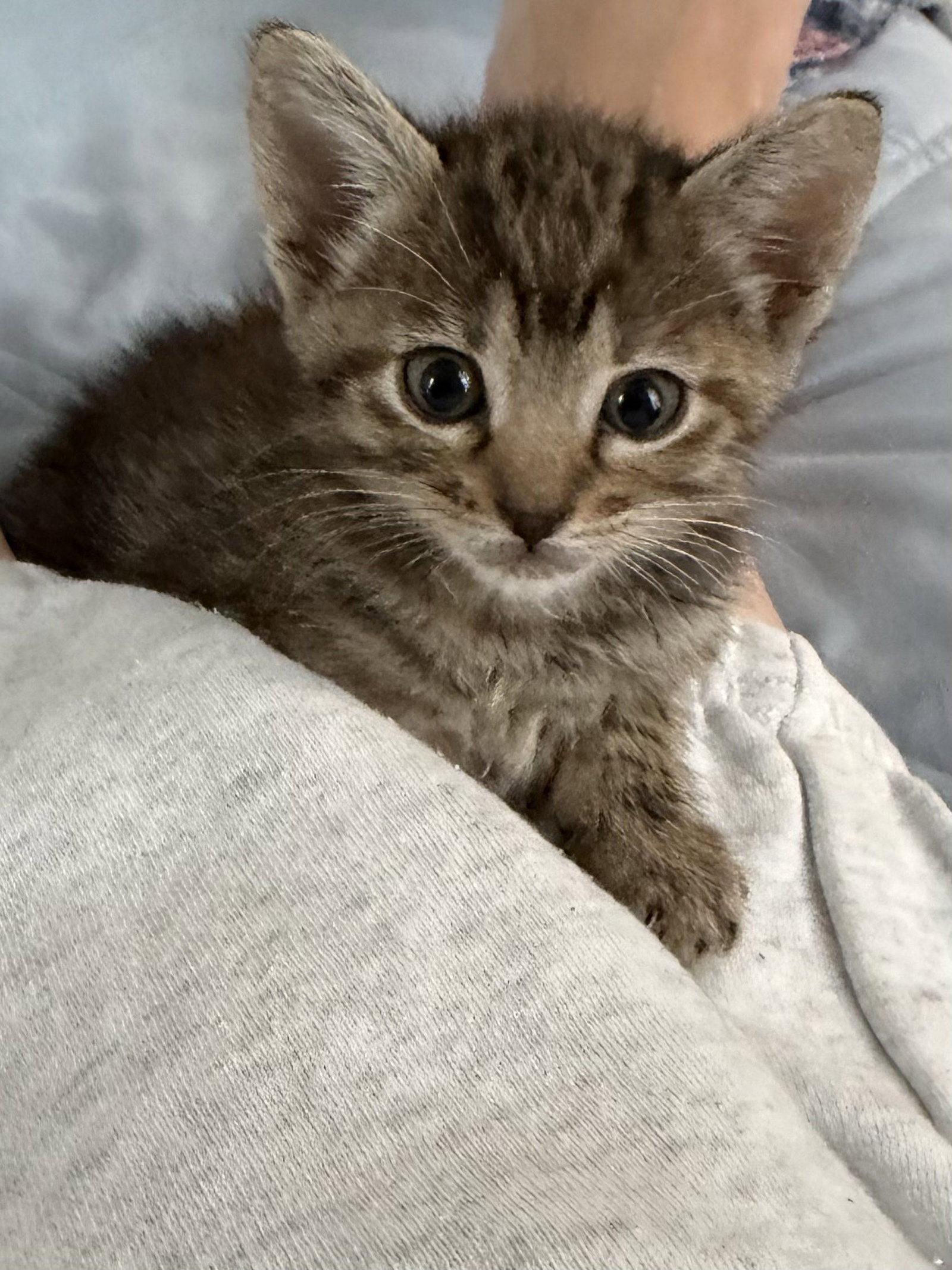Enlarge Bessie, a Adoptable Domestic Short Hair in Fort Worth, TX image 2/3