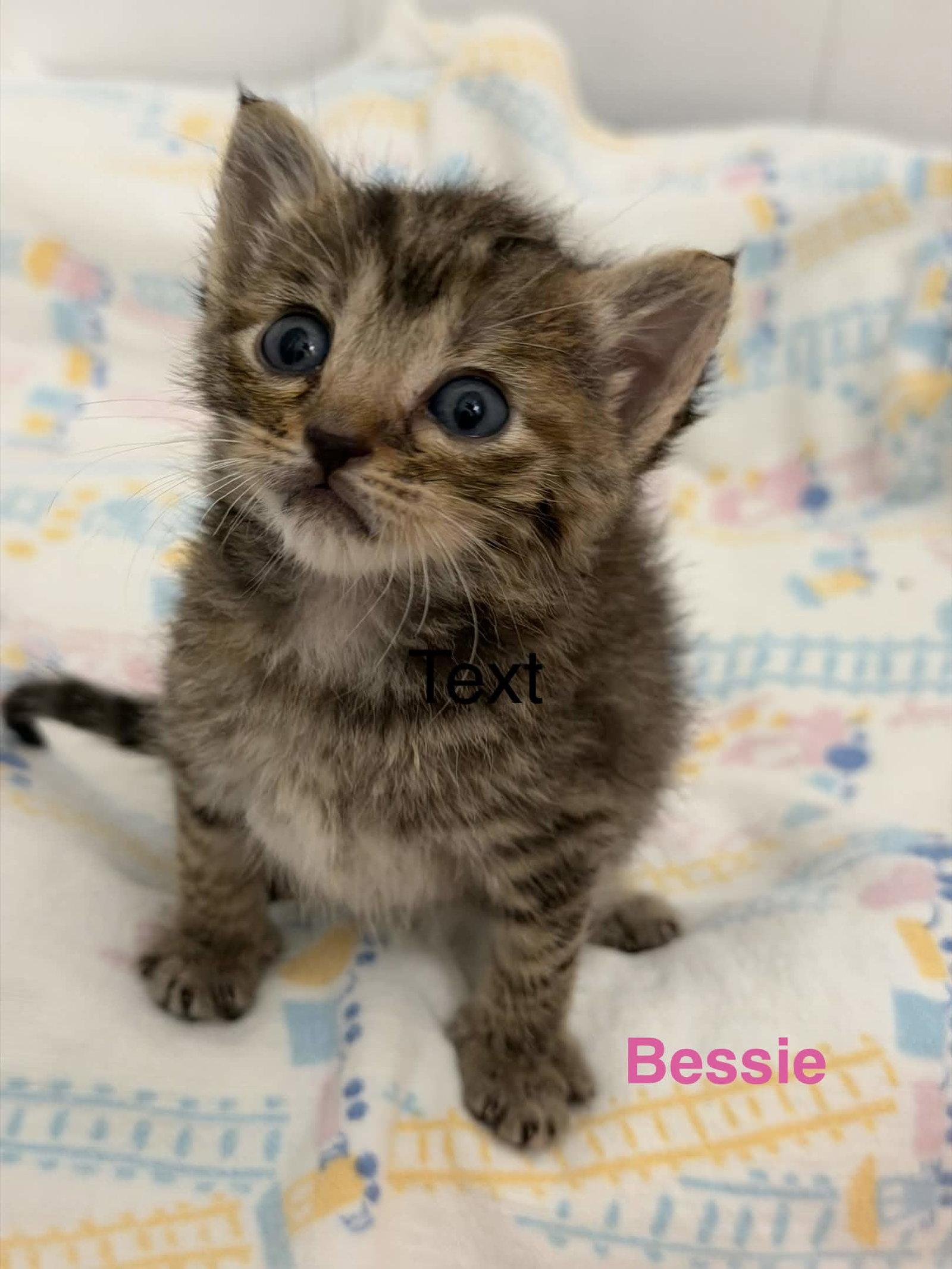 Enlarge Bessie, a Adoptable Domestic Short Hair in Fort Worth, TX image 3/3