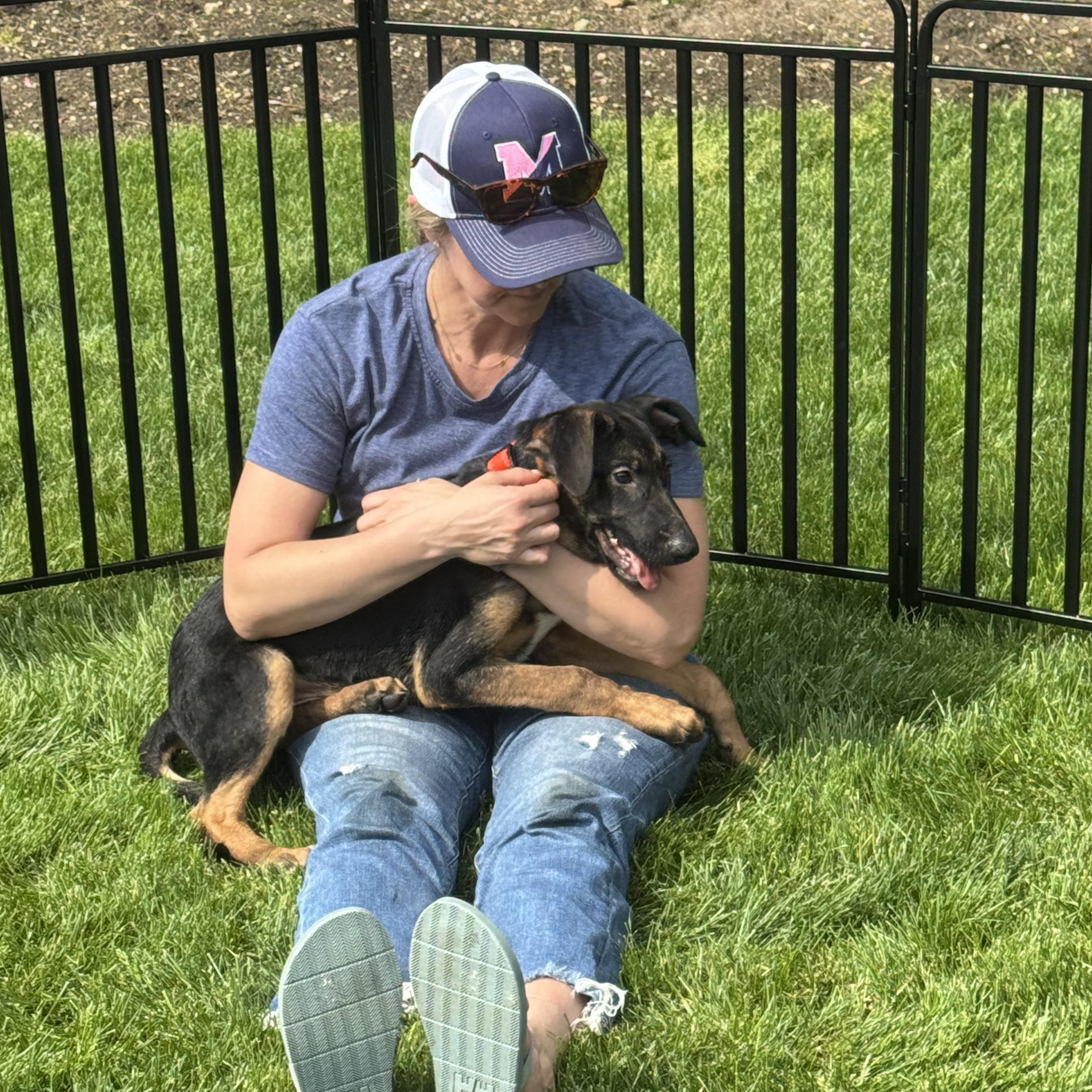 Orange Male , an adopted mixed breed in New Rochelle, NY image 2/4