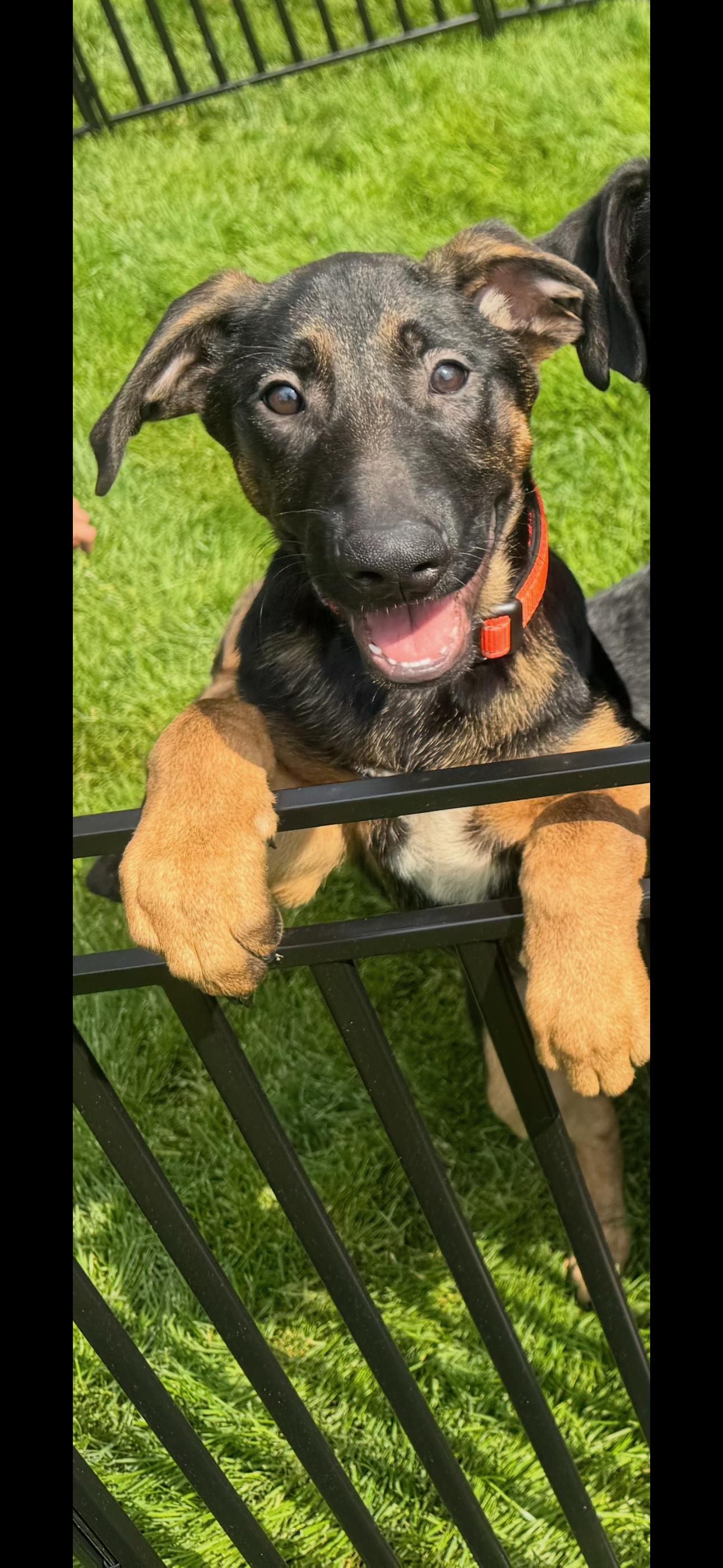 Orange Male , adopted, Puppy Male German Shepherd Dog.