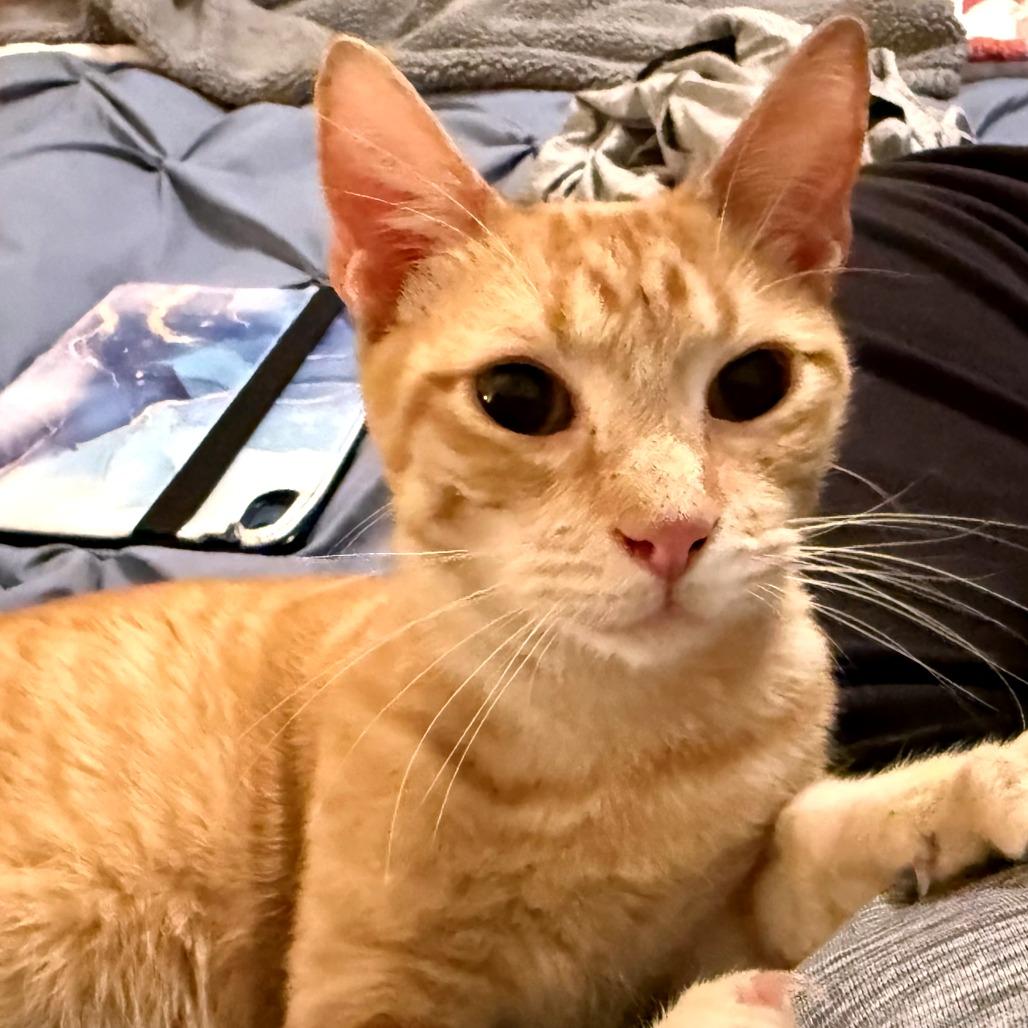 Enlarge Karl, a Adoptable Domestic Short Hair in Green Bay, WI image 1/6
