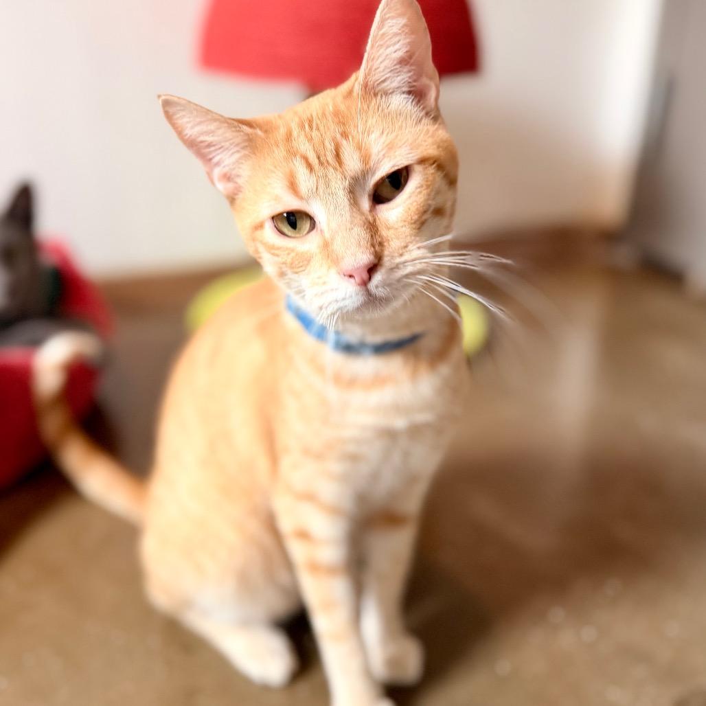 Enlarge Karl, a Adoptable Domestic Short Hair in Green Bay, WI image 2/6