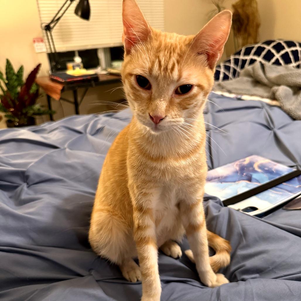 Enlarge Karl, a Adoptable Domestic Short Hair in Green Bay, WI image 3/6