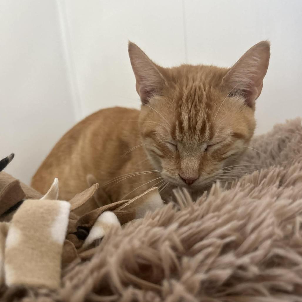 Enlarge Karl, a Adoptable Domestic Short Hair in Green Bay, WI image 4/6